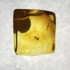 Insects in amber in a box with magnifying glass – Lithuania