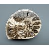 Ammonite 12cm – Morocco