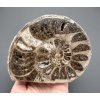 Amonit 12cm – Maroko