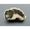 Versteinertes Holz "Araukarit" 3,5cm – Madagaskar