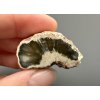 Petrified wood "Araucarite" 3,5cm – Madagascar