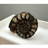 Ammonite – Morocco