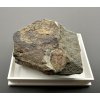 Trilobit Ellipsocephalus hoffi – Jince, CZ