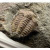 Trilobit Ellipsocephalus hoffi – Jince, CZ