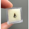 Fossil shark's tooth – Upohlavy, CZ