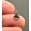 Fossil shark's tooth – Upohlavy, CZ