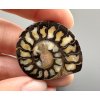 Ammonite 3,6cm – Morocco