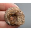 Amonit 3,2cm – Maroko