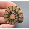 Amonit 3,3cm – Maroko