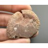 Amonit 3,9cm – Maroko