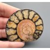 Ammonite 5,1cm – Morocco