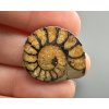 Amonit 2,2cm – Maroko