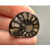 Ammonite 2,7cm – Morocco