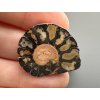Ammonite 2,7cm – Morocco