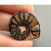 Amonit 2,7cm – Maroko