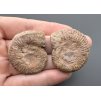 Ammonite (pair) 3,4cm and 3,4cm – Morocco