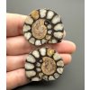 Ammonite (pair) 3,4cm and 3,4cm – Morocco