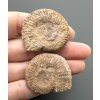 Ammonite (pair) 3,4cm and 3,4cm – Morocco
