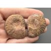 Amonit (pár) 3,7cm a 3,7cm – Maroko
