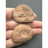 Ammonit (Paar) 3,7cm und 3,7cm – Marokko