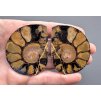 Ammonite (pair) 5,1cm and 5,1cm – Morocco
