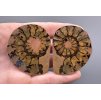 Ammonit (Paar) 5,1cm und 5cm – Marokko