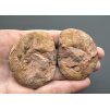 Ammonite (pair) 5cm and 4,9cm – Morocco