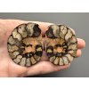 Ammonite (pair) 5cm and 4,9cm – Morocco