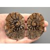 Ammonite (pair) 5,3cm and 5,3cm – Morocco