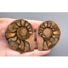 Ammonite (pair) 5,2cm and 5cm – Morocco