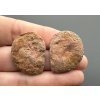Ammonite (pair) 2,7cm and 2,7cm – Morocco