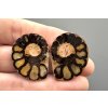 Ammonite (pair) 2,7cm and 2,7cm – Morocco