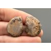 Ammonite (pair) 2,4cm and 2,3cm – Morocco