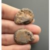 Ammonit (Paar) 2,4cm und 2,3cm – Marokko