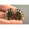 Ammonite (pair) 2,4cm and 2,3cm – Morocco