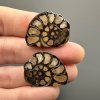 Ammonite (pair) 2,4cm and 2,4cm – Morocco