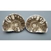 Amonit (pár) 11cm a 10,5cm – Maroko