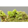 Pyromorphite – Yangshuo Guilin – Guangxi, China