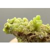 Pyromorphite – Yangshuo Guilin – Guangxi, China