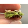 Pyromorphite – Yangshuo Guilin – Guangxi, China