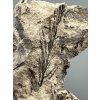 Fossile Flora – Most, CZ
