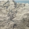 Fossile Flora – Most, CZ