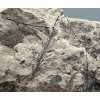 Fossile Flora – Most, CZ