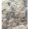 Fossile Flora – Most, CZ