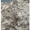 Fossile Flora – Most, CZ