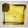 Insekten in Bernstein in einer Schachtel mit Vergrößerungsglas – Litauen
