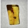 Insekten in Bernstein in einer Schachtel mit Vergrößerungsglas – Litauen