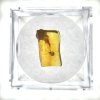 Insekten in Bernstein in einer Schachtel mit Vergrößerungsglas – Litauen