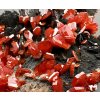 Vanadinite – Morocco