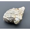 Fossilized snail – Tuchorice, CZ